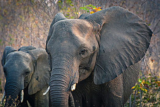 博茨瓦纳,乔贝国家公园,大象,非洲象,幼兽