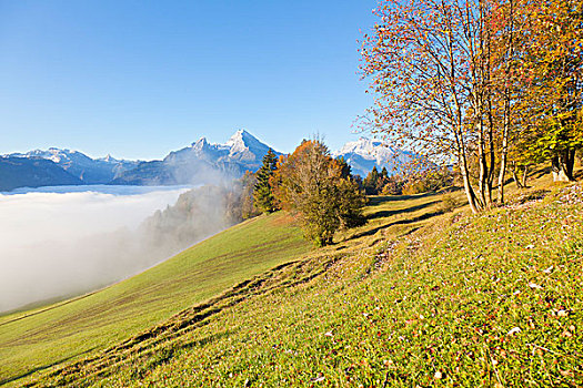 山地牧场,瓦茨曼山,贝希特斯加登阿尔卑斯山,贝希特斯加登地区,巴伐利亚,德国,欧洲