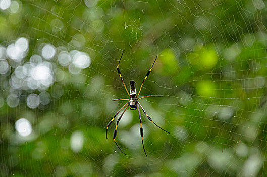 金色,蜘蛛丝,上郎蜘蛛,互联网,蓬塔雷纳斯省,哥斯达黎加,北美