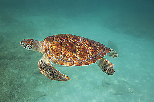 绿海龟,游泳,青绿色,水,巴巴多斯