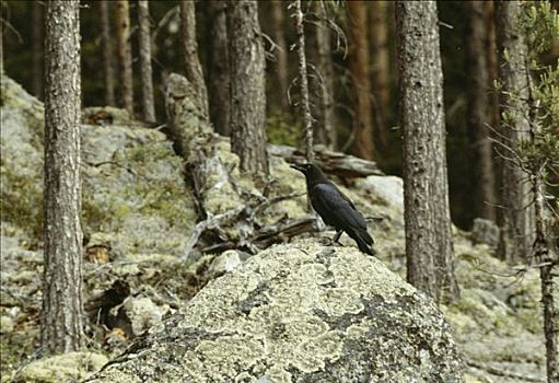 大乌鸦,树林,拉普兰,瑞典
