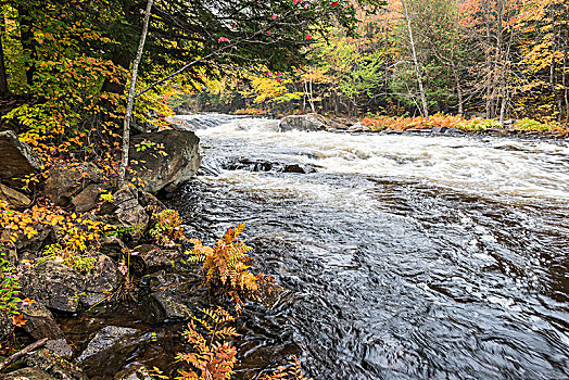 彩色,秋日树林,河边,迅速,河,安大略省,加拿大