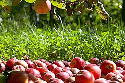 苹果,品种,苹果树