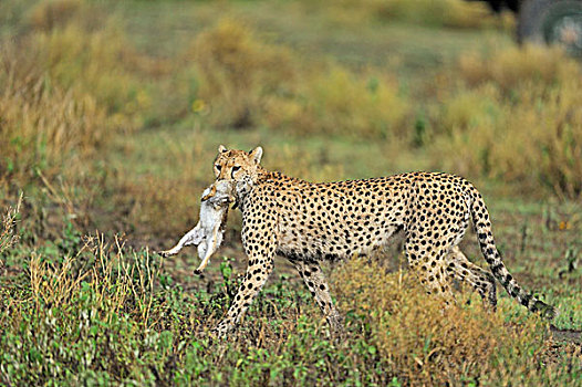 印度豹,猎豹,死,野兔,草地,恩戈罗恩戈罗,保护区,坦桑尼亚,非洲