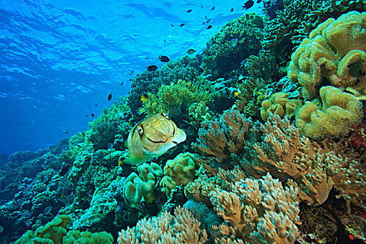 墨鱼,深褐色,质朴,深潜,海洋,保存,南,苏拉威西岛,印度尼西亚,亚洲