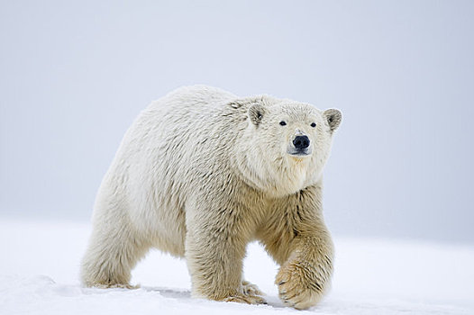 大,北极熊,公猪,走,冰冻,向上,区域,北极圈,国家野生动植物保护区,阿拉斯加