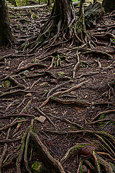 台湾嘉义市阿里山原始森林中的,树根