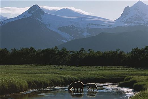 大灰熊,棕熊,成年,幼兽,河流,卡特麦国家公园,阿拉斯加