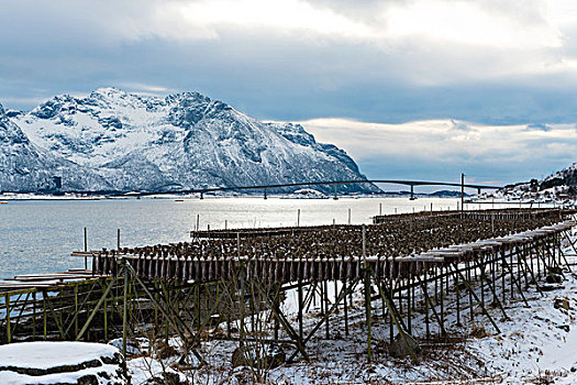 干燥架,鳕鱼干,靠近,罗弗敦群岛,挪威,欧洲
