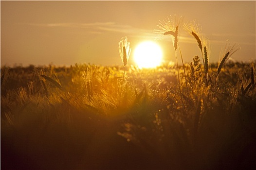 日落,后面,地点,小麦