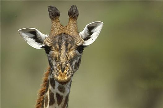 长颈鹿,特写,非洲
