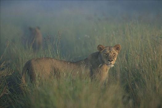 非洲狮,狮子,非洲,雌狮,黎明,薄雾,南非