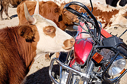 亚洲,蒙古,母牛,反射,摩托车