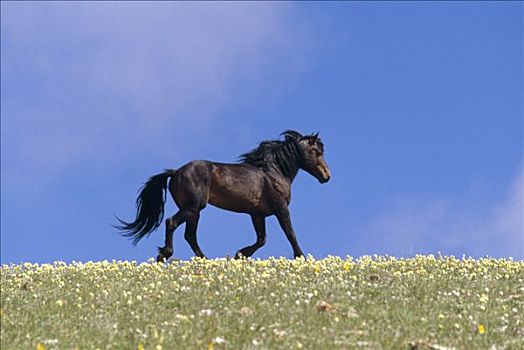 马,种马,夏天,普赖尔山野马放牧区,蒙大拿