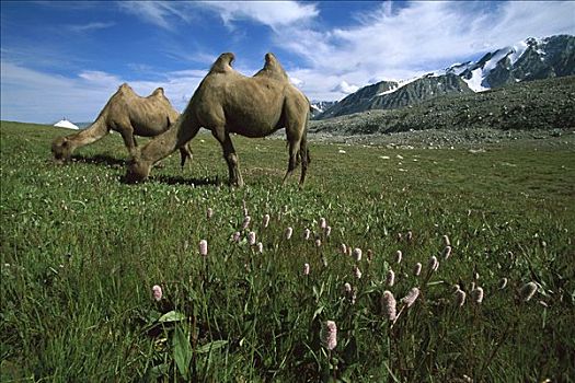 双峰骆驼,双峰驼,一对,放牧,平台,旁侧,冰河,蒙古