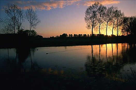 剪影,树,日出,河,荷兰