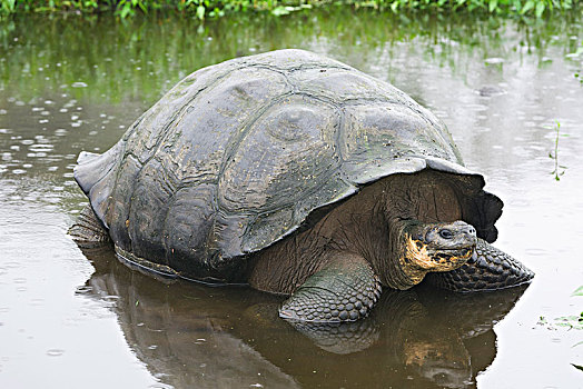 加拉帕戈斯巨龟,水塘,圣克鲁斯岛,加拉帕戈斯群岛,厄瓜多尔,南美