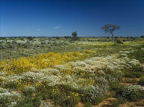 荒芜,开花,野花,澳大利亚