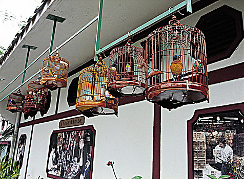 鸟,街道,香港
