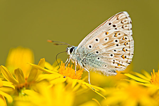 蓝色,眼灰蝶属,进食,花蜜,图林根州,德国,欧洲