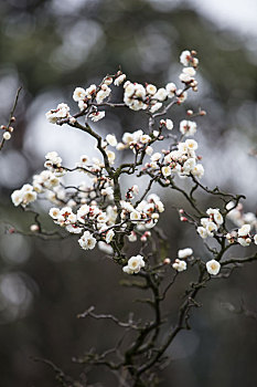 梅花