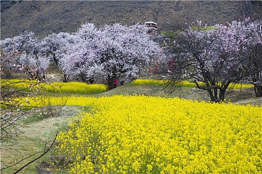 油菜花海桃花谷