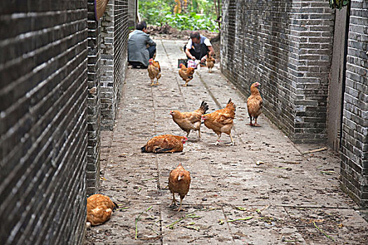 鸡肉,小路,房子,乡村,中国