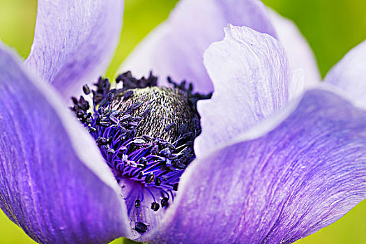 花,紫色,花瓣,雄蕊