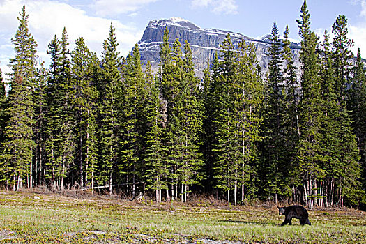 黑熊,美洲黑熊,碧玉国家公园,艾伯塔省,加拿大