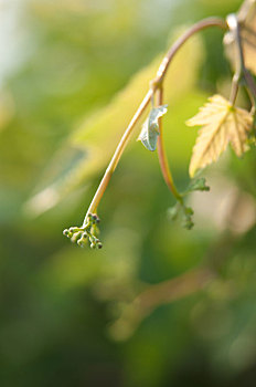 绿色植物