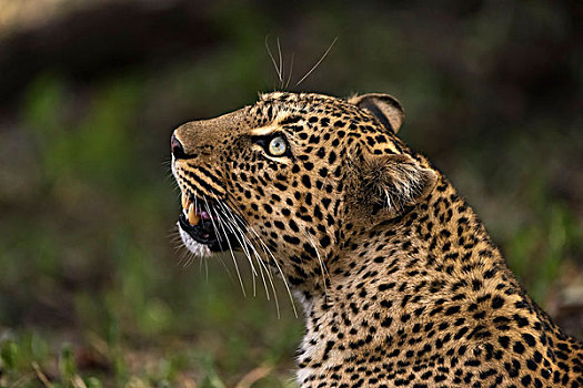 豹,马赛马拉国家保护区,肯尼亚,非洲