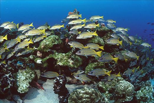 咕噜声,鱼群,珊瑚礁,岛屿,哥斯达黎加