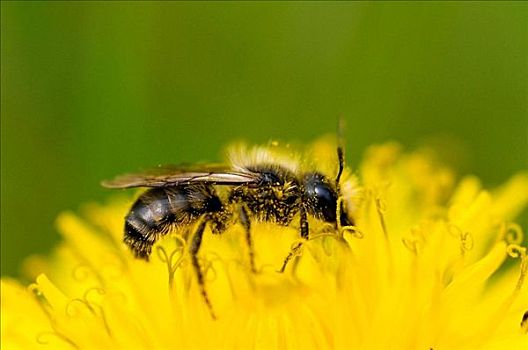 孤单,蜜蜂,混种花卉,遮盖,花粉,春天,巴伐利亚