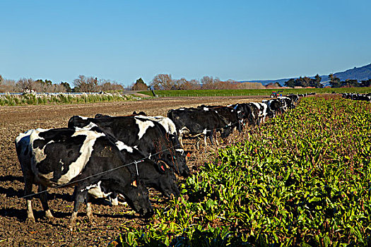 乳业,母牛,冬天,作物,靠近,南岛,新西兰