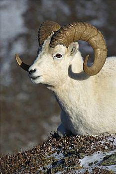 野大白羊,白大角羊,休息,肖像,德纳里峰,国家公园,阿拉斯加,美国