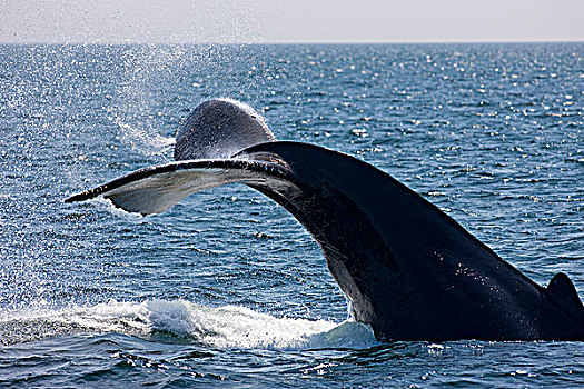 驼背鲸,大翅鲸属,鲸鱼,芬地湾,新布兰斯维克,加拿大