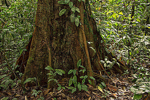 大,雨林,树,哥斯达黎加