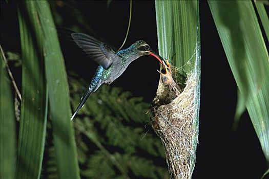 蜂鸟,雌性,进食,幼禽,巢,蒙特维多云雾森林自然保护区,哥斯达黎加