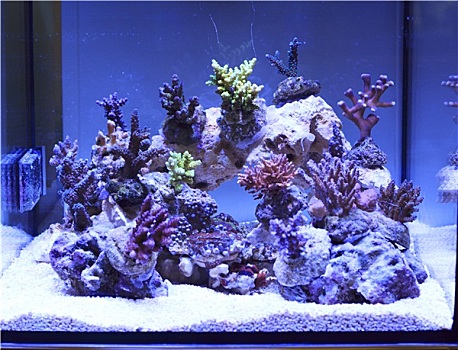 水族箱,多样,珊瑚