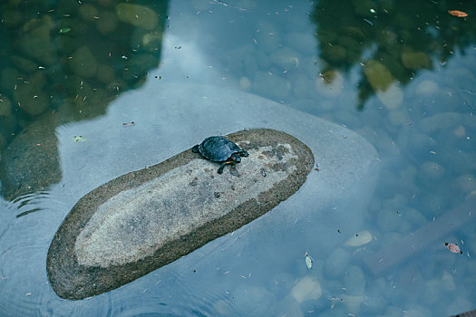 石头上的乌龟