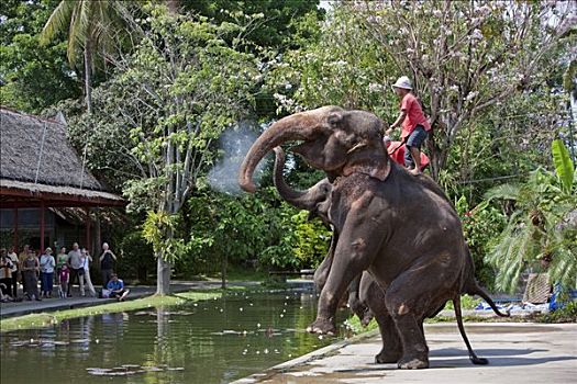 泰国,大象,展示,玫瑰园,旅游,复杂,英亩,华美,花园