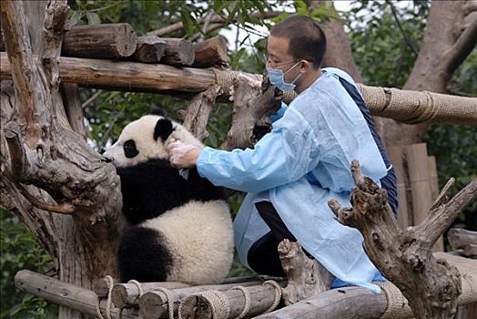 大熊貓,看護,研究,飼養,中心,成都,四川,中國,亞洲