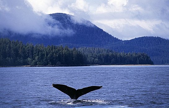 美国,阿拉斯加,驼背鲸,大翅鲸属,鲸鱼