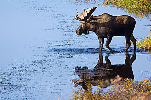 阿拉斯加,驼鹿,雄性动物,涉水,水塘,德纳里峰国家公园