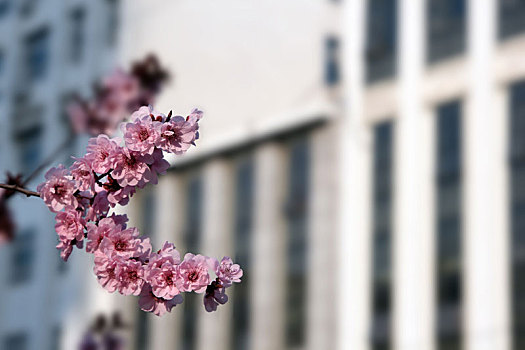 大学校园春天的桃花