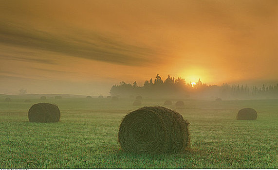 干草包,黎明,靠近,公园,艾伯塔省,加拿大