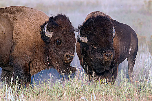 美洲野牛,野牛,公牛,对峙,国家,蒙大拿