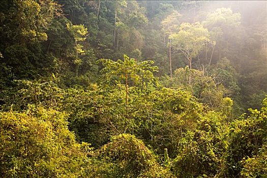 雨林,老挝