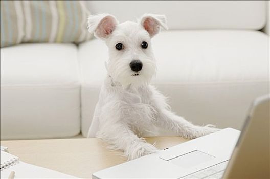 小髯犬,小狗,正面,笔记本电脑