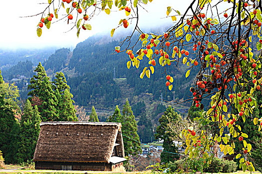 五箇山,房子,乡村